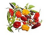 Chili-Samen-Mix (4 verschieden Schärfegraden) 10 Arten zu jeweils 10 Samen (100 Samen)