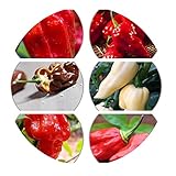 6er Set Chili Sorten - 6.5 Mio Scoville - nicht´s für Schwache!