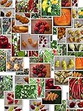 Chili Sortiment XL 100 + ☆ 10 Sorten a 10 Samen ☆ -Von Klein nach Riesig über Mild zu Ultrascharf- by Samenchilishop