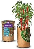 Komplettes Grow Kit Paprika BIO 'Anaheim Chili Red'