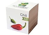 Ecocube Chili im Holzwürfel